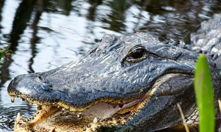 WATCH: Alligator Emerges from Hurricane Floodwaters Chomping on Car Tire