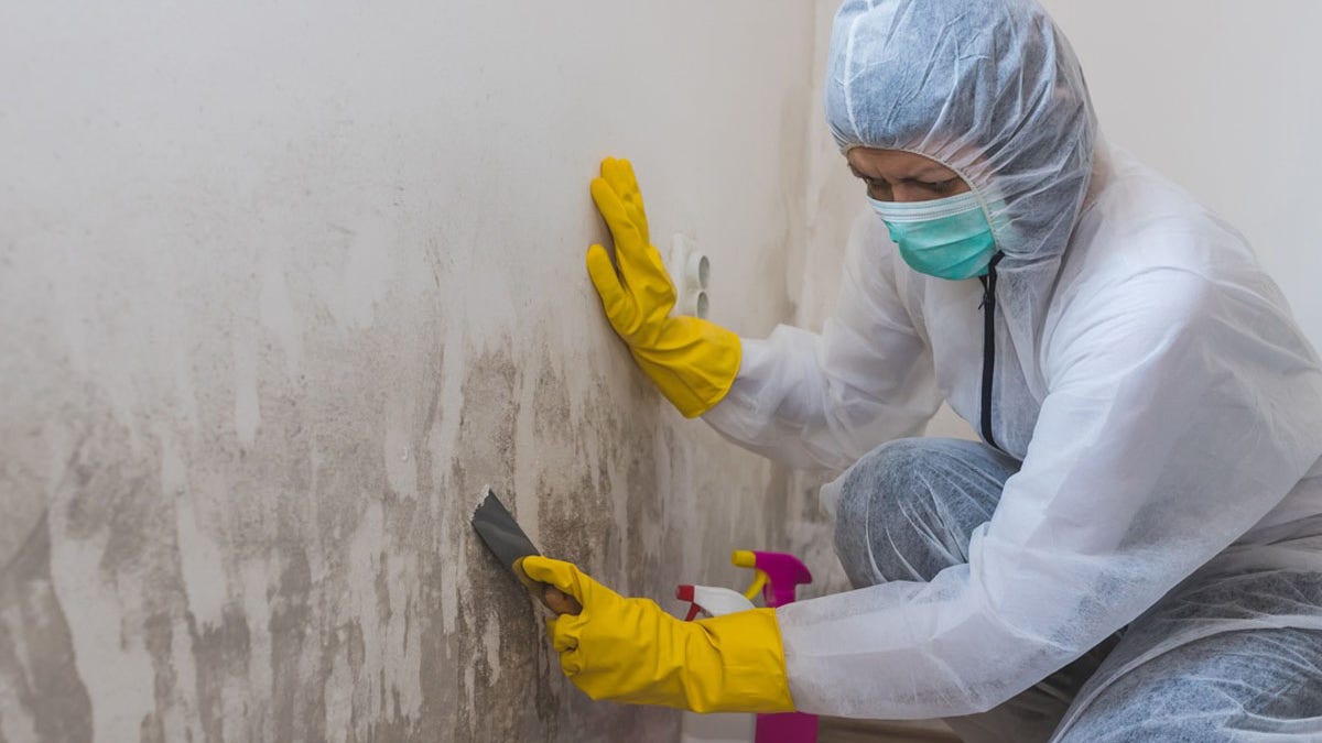 Mold clean-up