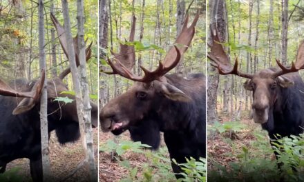 Dramatic video shows massive bull moose stare man down before charging at him