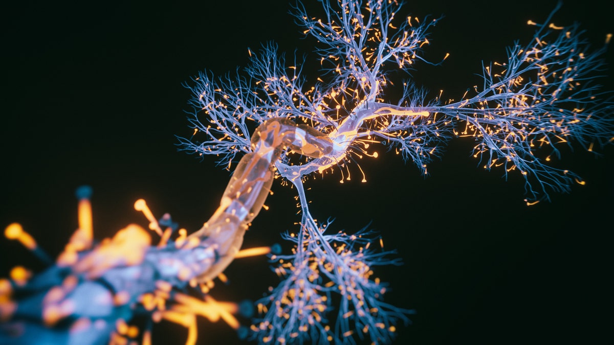 Neurons