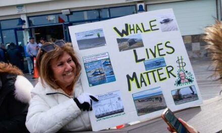 Offshore wind opponents say federal agencies’ reports acknowledge offshore wind harms to whales