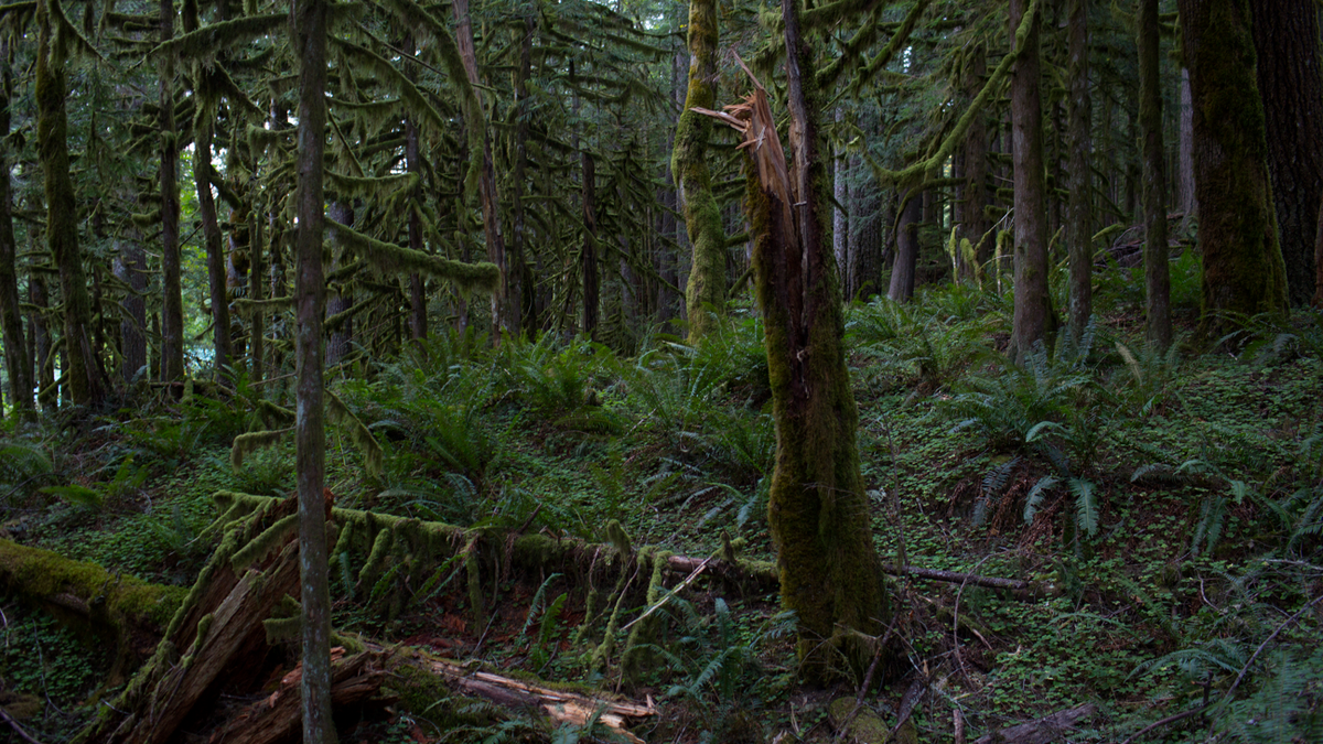 A photo showing the forest in Oregon