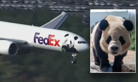 Giant pandas arrive at new home in Washington, D.C. Zoo via FedEx: ‘Precious cargo’