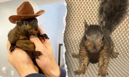 Peanut the pet squirrel taken away by New York state officials from adopted home, may be euthanized