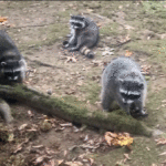 Washington state woman’s yard invaded by more than 100 raccoons after 3 decades of feeding them