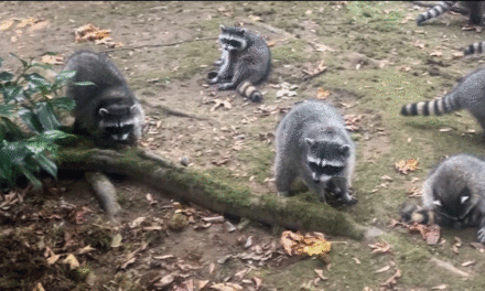 Washington state woman’s yard invaded by more than 100 raccoons after 3 decades of feeding them