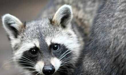 WATCH: Washington Woman’s Home Mobbed by 100 Raccoons