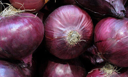 Healing and culinary legacy of ONIONS