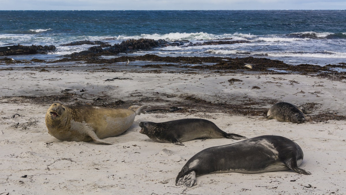 Southern elephant seal (Mirounga leonina), Sea Lion Island. 