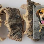 CBP beagle sniffs out bag carrying over 2 pounds of snake meat at Virginia airport