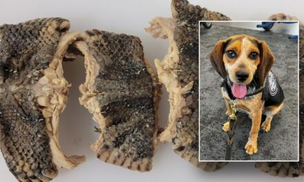 CBP beagle sniffs out bag carrying over 2 pounds of snake meat at Virginia airport