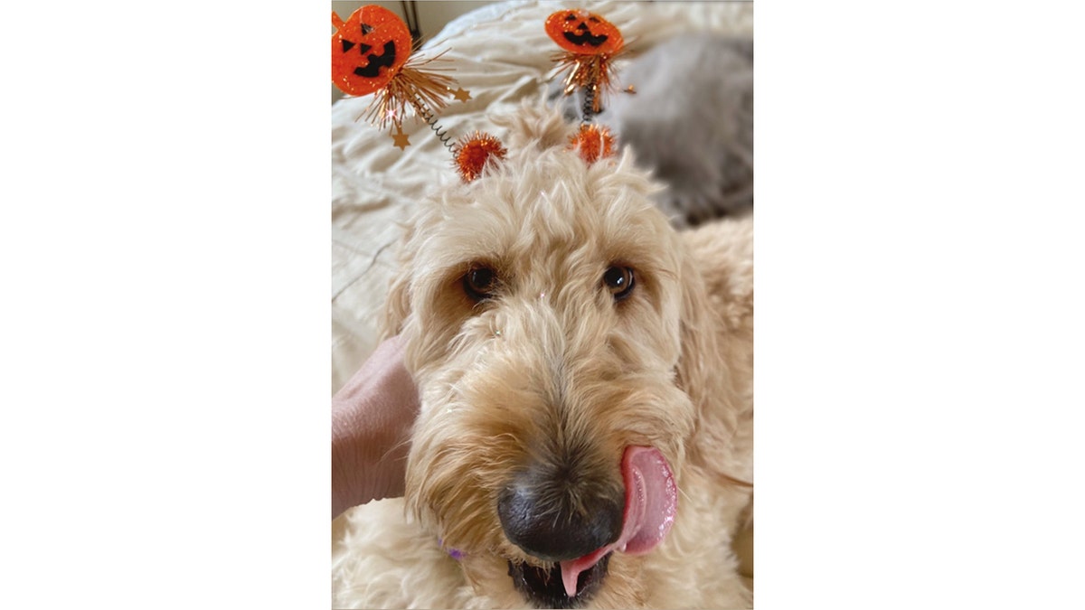 Summer, Goldendoodle Halloween