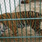 Bird flu kills 47 tigers, 3 lions and a panther in Vietnam zoos, state media reports