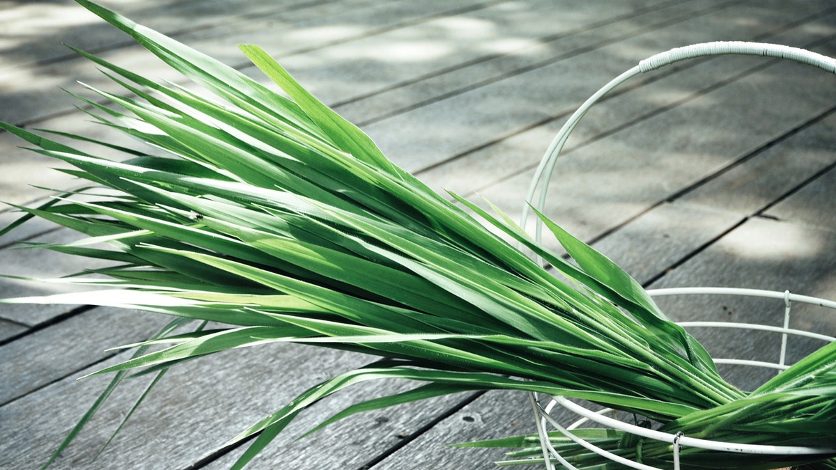 Vetiver grass