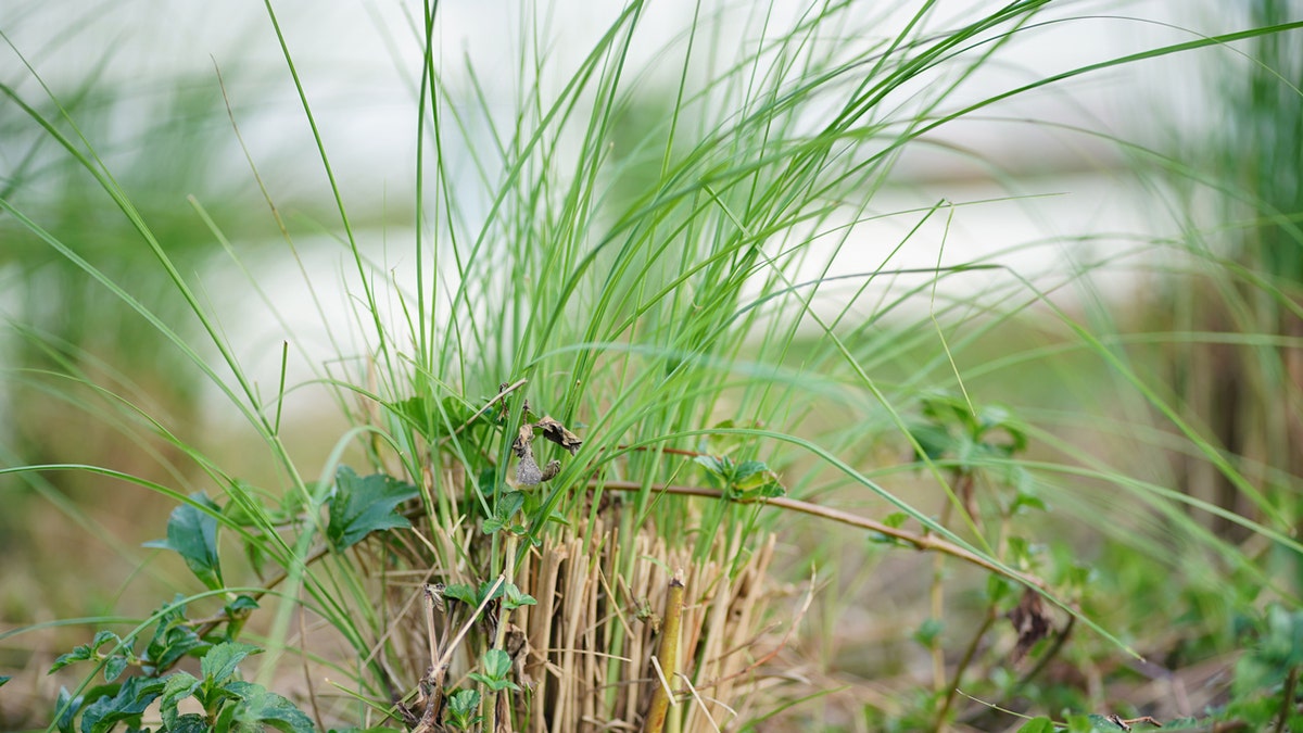 Vetiver grass