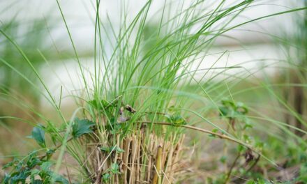 Potential health benefits of vetiver oil in aromatherapy, according to an expert