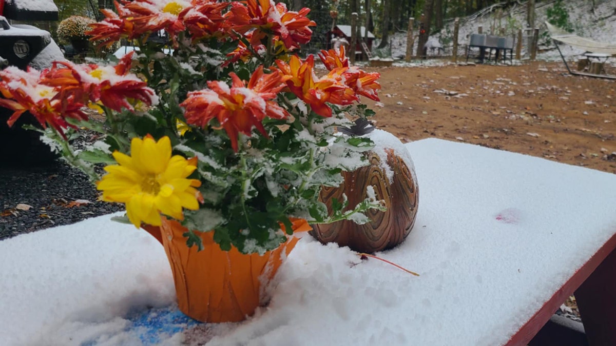 Snow in Waynesville, NC