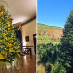 White House selects North Carolina family’s Christmas tree farm to provide 2024 tree