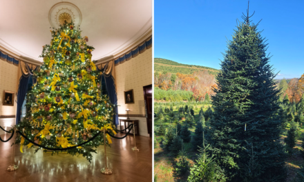 White House selects North Carolina family’s Christmas tree farm to provide 2024 tree