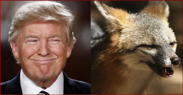 Trump smiling like a fox