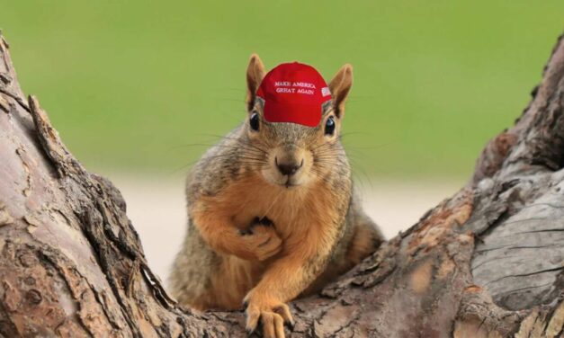 Radicalized Squirrels In MAGA Hats Begin Uprising