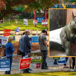 Early Exit Polls Show Peanut The Squirrel With Commanding Lead