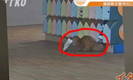 Security cameras reveal unexpected shoe thief at Japanese Kindergarten