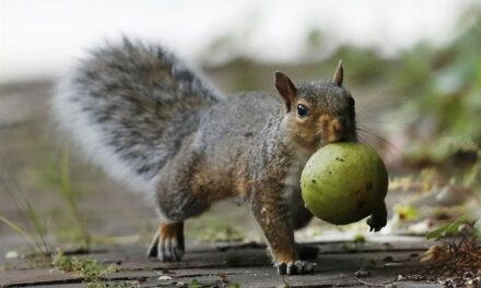 HOT TAKES: Elon and Others Come Together for Peanut the Squirrel, Against Gov’t Overreach