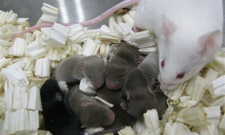 An A-Mouse-Ing Development in New Hampshire: Man Surrenders 1,000 Mice to Shelter