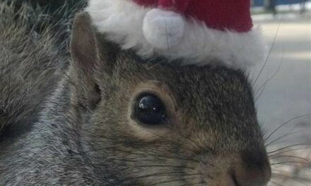 Government Overreach Run Amok: NY State Kills Peanut the Squirrel