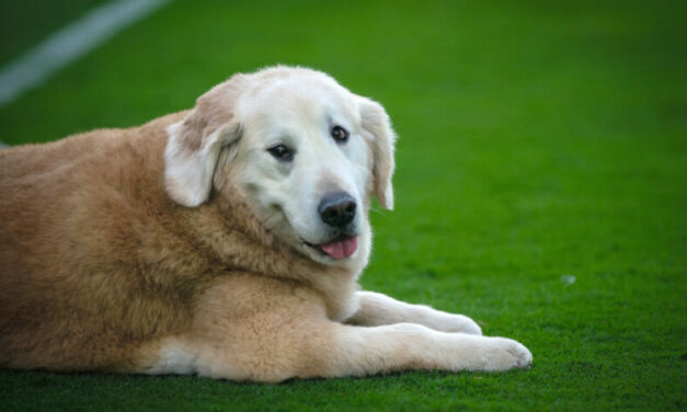 “America’s Best Friend”: Kirk Herbstreit Pays Emotional Tribute to Dog Ben on ESPN’s “College Gameday”