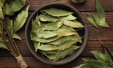 Bay laurel leaf: A kitchen staple with an array of health benefits