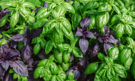 Basil varieties and their unique health benefits