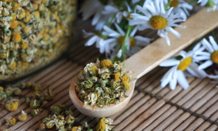 Chamomile: A time-honored herbal remedy loaded with bioactive constituents