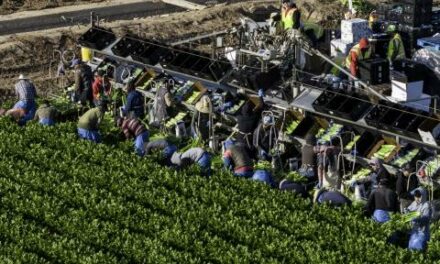 U.S. farm industry groups want exemption from Trump’s mass deportation plans