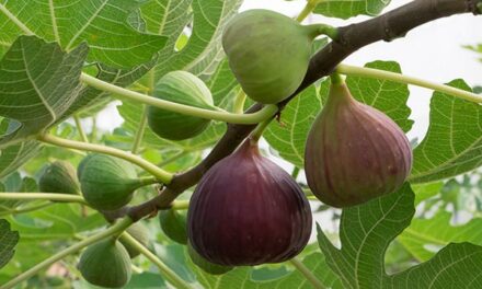 Mike Adams Sermon 42: God’s superfruit FIGS can fight warts, staph infections and cancer