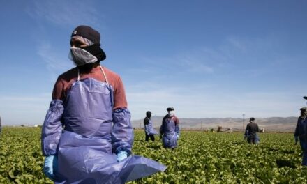 Democrats Scold Americans on Thanksgiving: Thank Illegal Aliens for Picking Your Food