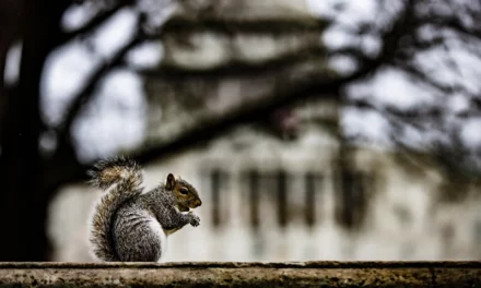 JD Vance: Donald Trump Is ‘Fired Up’ Over The Killing Of P’Nut The Squirrel