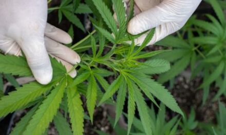 DEA to hold hearing on plan to loosen federal marijuana restrictions