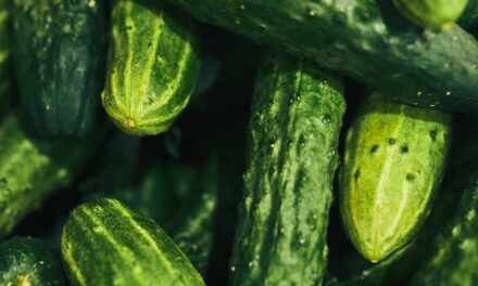 Arizona produce company recalls cucumbers across 26 states over possible salmonella contamination