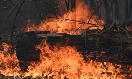 New York firefighter charged with arson for allegedly setting Long Island brush fire