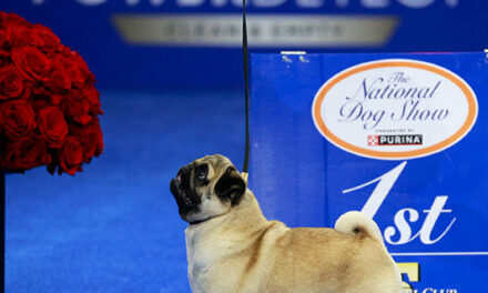 WATCH: ‘Smug’ Pug Wins Best in Show at Annual National Dog Show