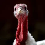 Thanksgiving Costs Drop As Turkey Demand Declines