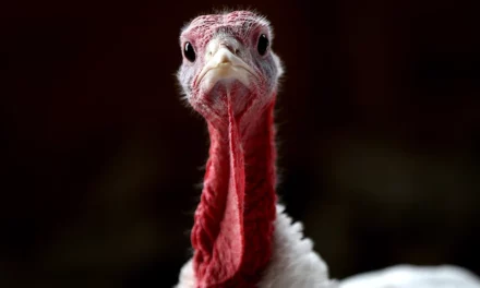 Thanksgiving Costs Drop As Turkey Demand Declines