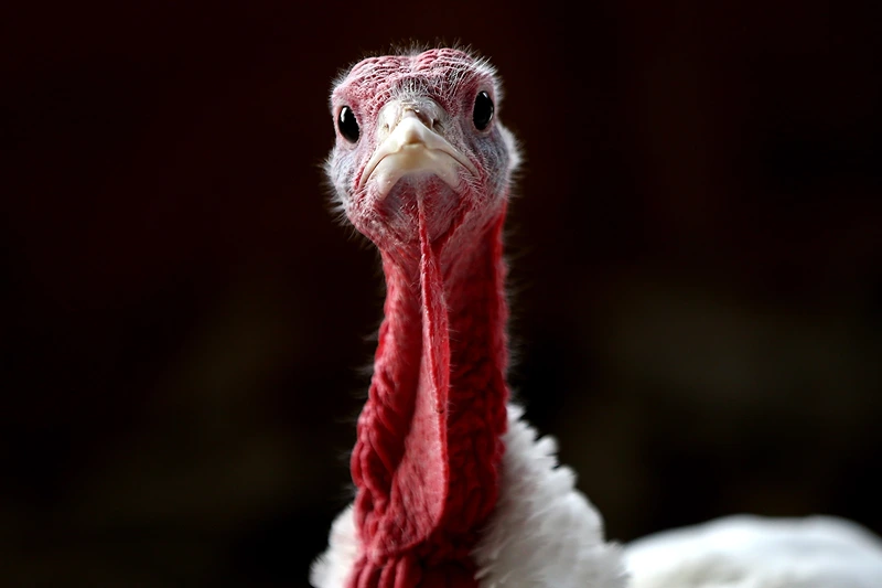 Thanksgiving Costs Drop As Turkey Demand Declines