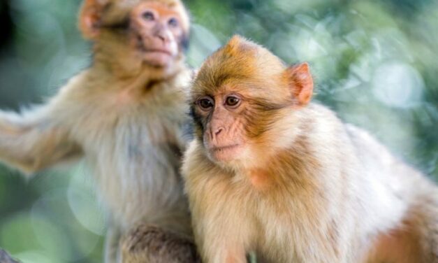 South Carolina: 43 Monkeys Still On The Run After Escaping Medical Research Center