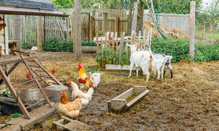 Protecting your homestead: Practical tips for long-term farm and livestock security