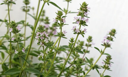 Ancient herb SUMMER SAVORY contains compounds that promote health and wellness