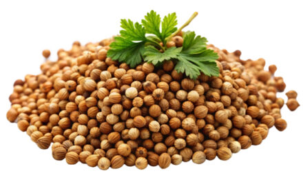 Modern science uncovers brain-boosting power of ancient spice coriander and its key compound linalool