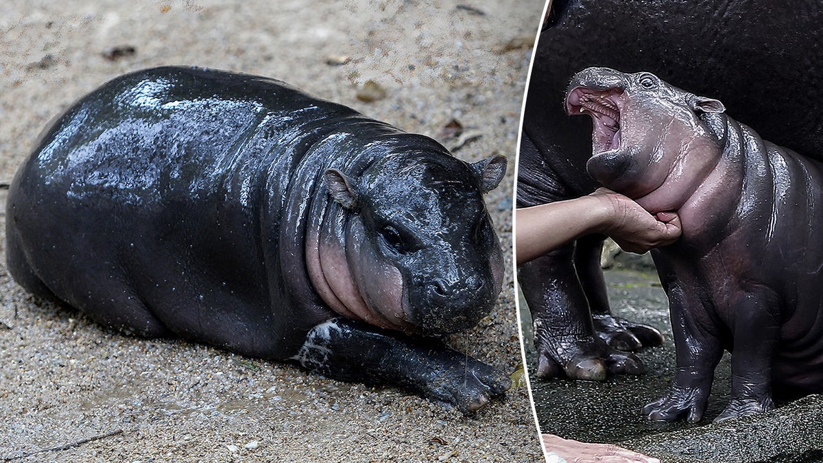 A split image of baby pygmy hippo Moo Deng. One she is sleeping. The other she is screaming.